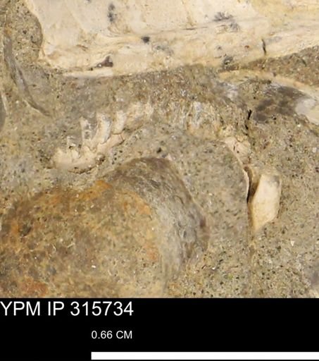 Hoploscaphites nicolletii