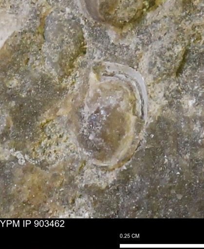 Corbulamella?