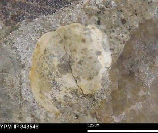 undet. Bivalvia