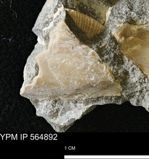Phelopteria linguaeformis