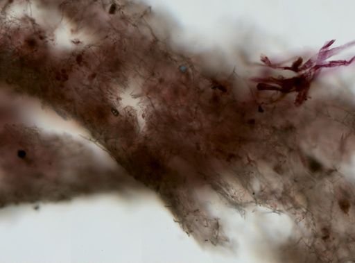 Haliclona
