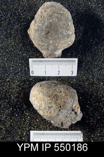 Productus insinuatus