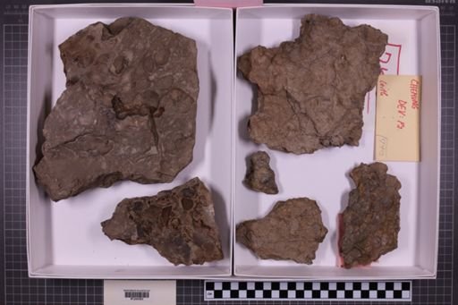 mixed taxa, stratigraphic collection