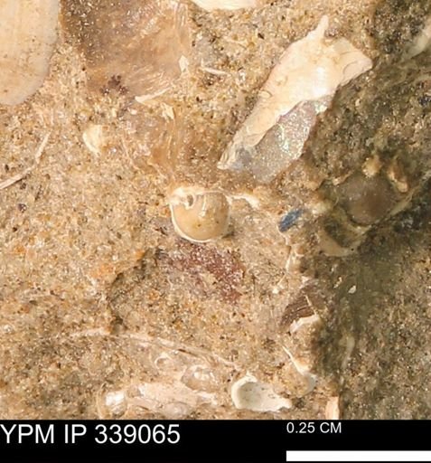 Oligoptycha concinna