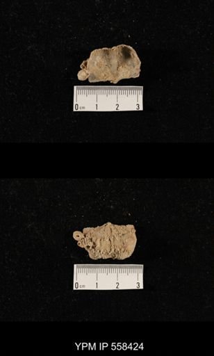 Hystriculina sp.