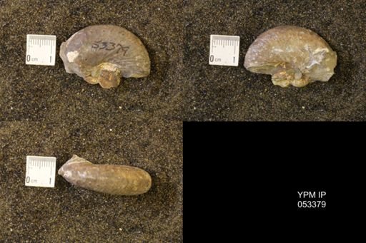 Discoscaphites conradi