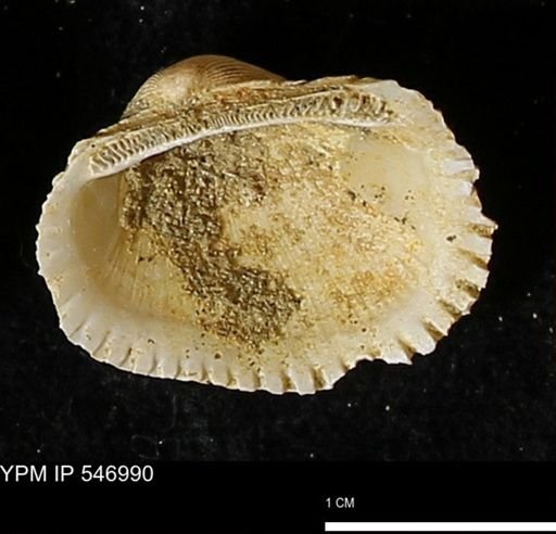 Scapharca transversa