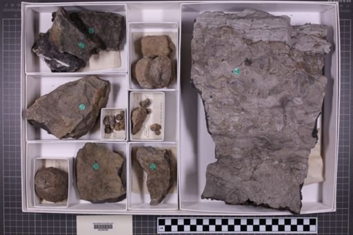 mixed taxa, stratigraphic collection