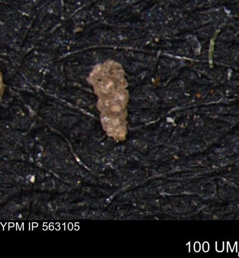 Verneuilina canadensis