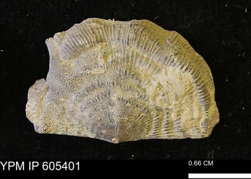 Leptaena richmondensis