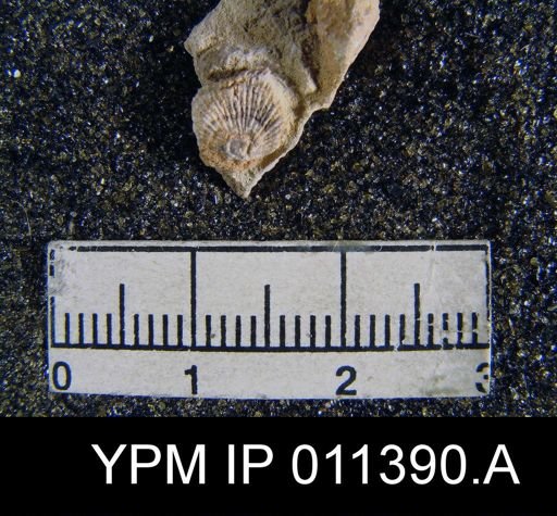 Streptorhynchus pygmaeum
