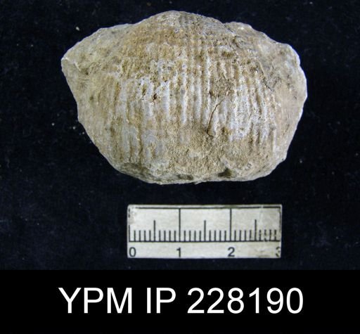 Dictyoclostus portlockianus