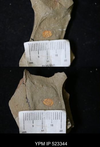 undet. Porifera