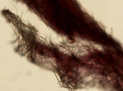 Halichondrida