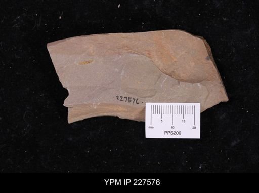 undet. Annelida
