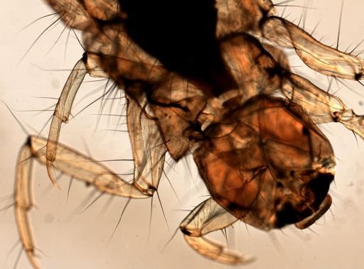 Trichoptera