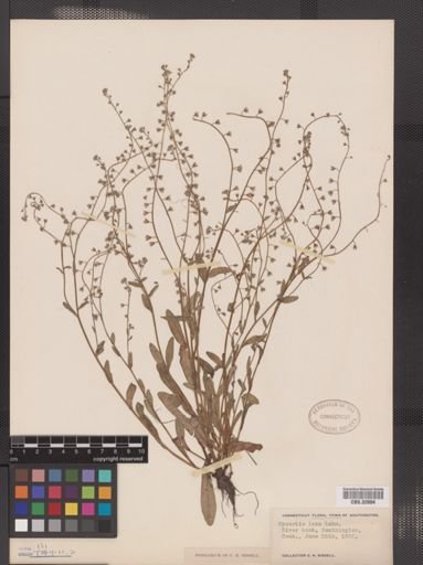 Myosotis laxa