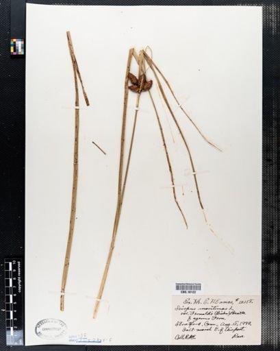Scirpus maritimus