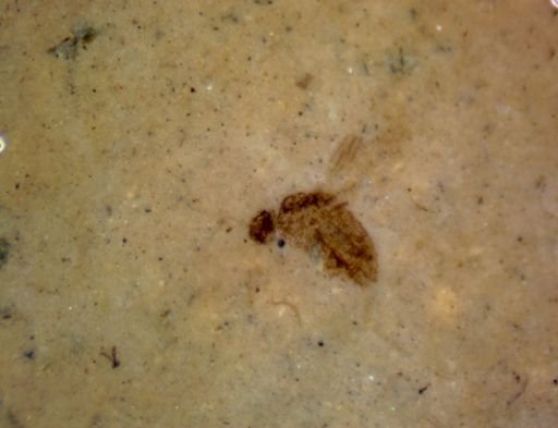 undet. Diptera