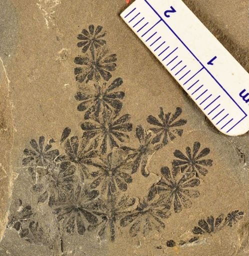 Annularia sp.