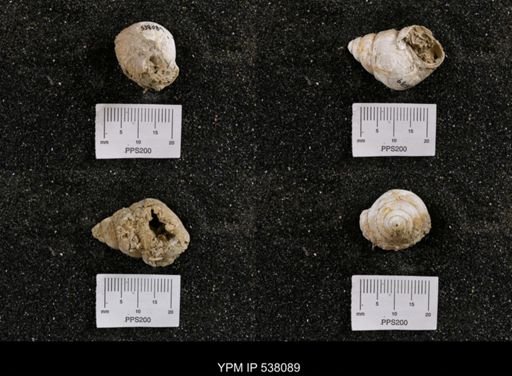 Campeloma nebrascensis