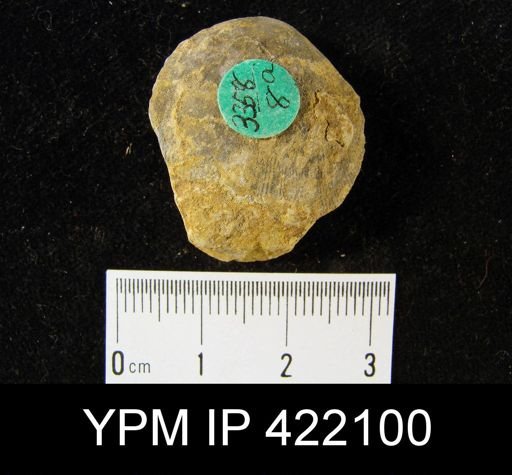 Schizophoria impressa