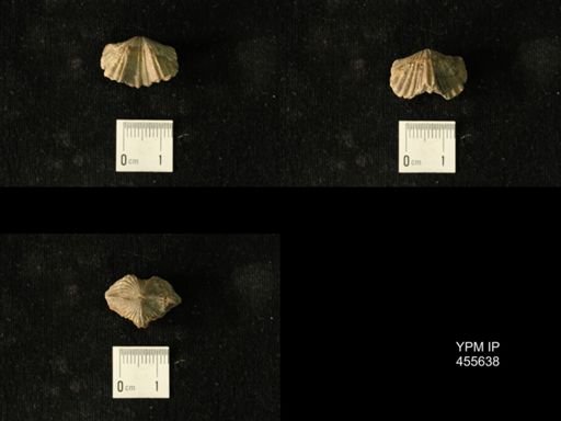 Platystrophia profundsulcata