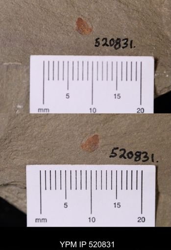 Chelicerata