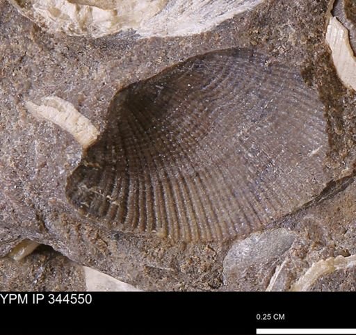 undet. Bivalvia