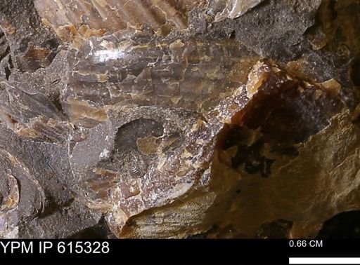 Inoceramus sp.