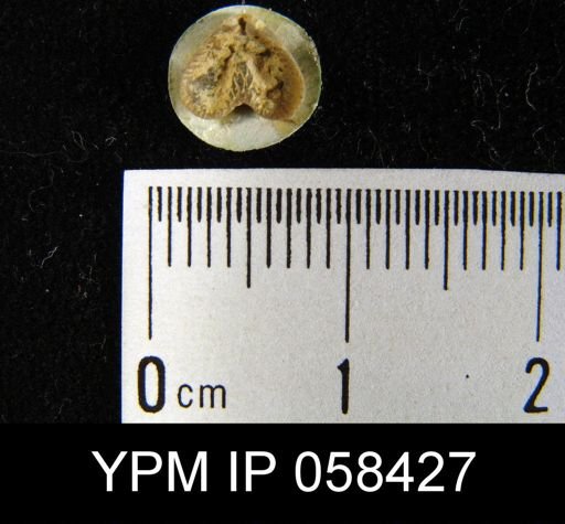 Bilobites varicus