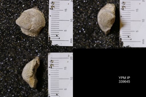 Cardium whitei