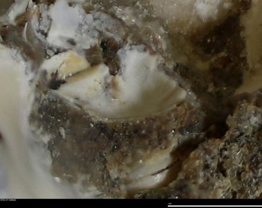 Corbulamella gregaria