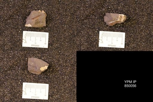 Baculites