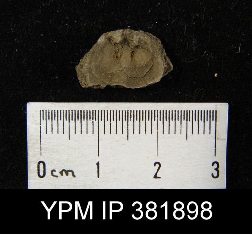 Rhipidomella pecosi