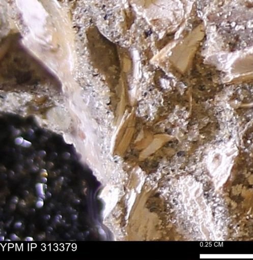 Corbicula sp.