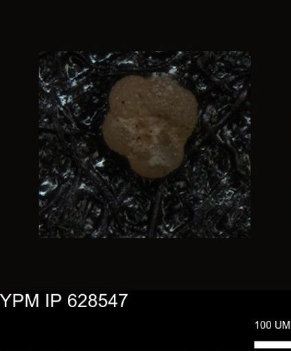 undet. Foraminiferida