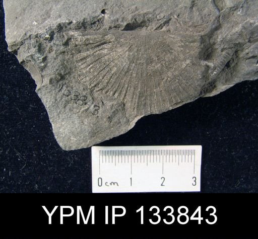 Stropheodonta junia