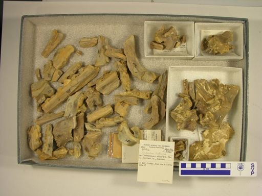 Clidastes liodontus