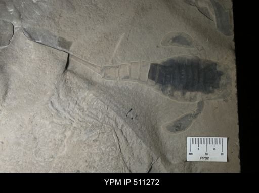 Eurypterus sp.