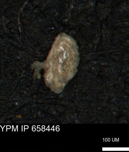 Spirolocammina planula