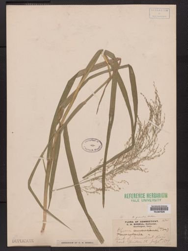 Glyceria grandis