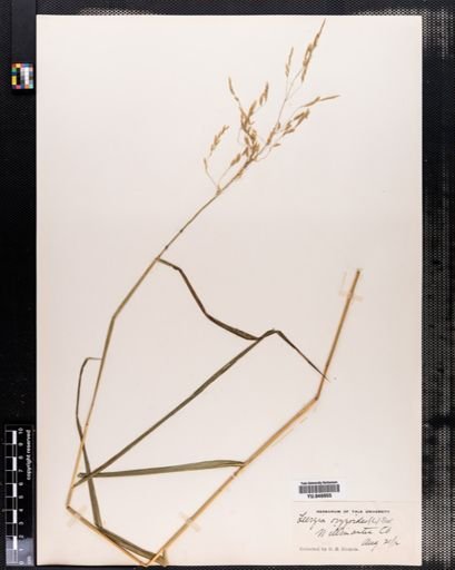 Leersia oryzoides