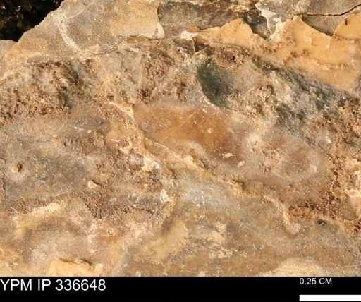 undet. Mollusca
