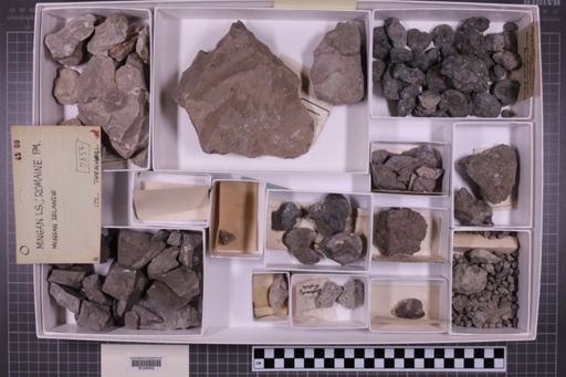 mixed taxa, stratigraphic collection