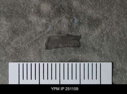 undet. Eurypterida