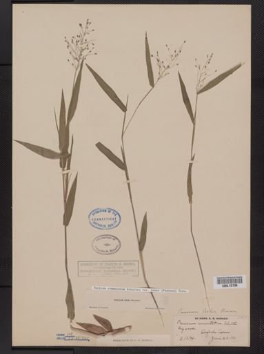 Panicum commutatum