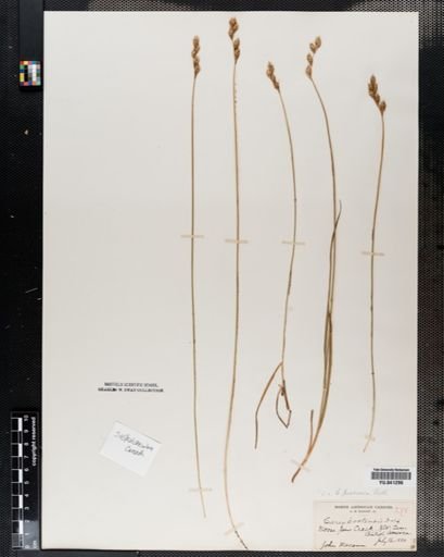 Carex praticola