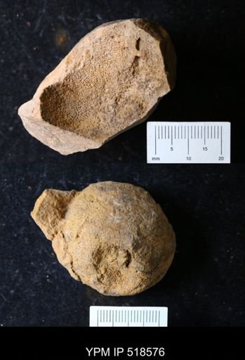 undet. Echinodermata