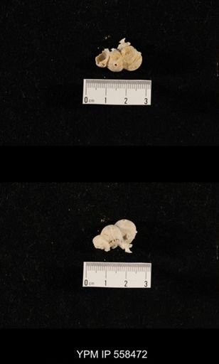 Girtycoelia sp.